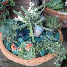Succulents