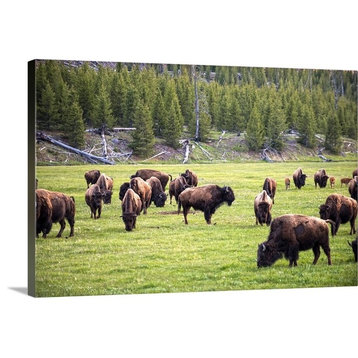 "Bison in Field" Wrapped Canvas Art Print, 18"x12"x1.5"