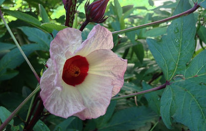Great Design Plant: Roselle Tantalizes With Beauty and Flavor