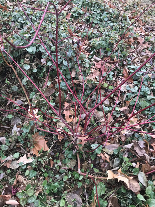 help with this red twig dogwood? Transplant and cut back? | Houzz Forum