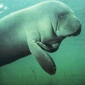 Pierre Baudinat's photo