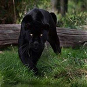 Mulira Stephen Glenfiddich's photo