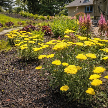 Yellow Yarrow Pink Liatris Planting Bed