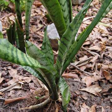 Sansevieria (snake plant)