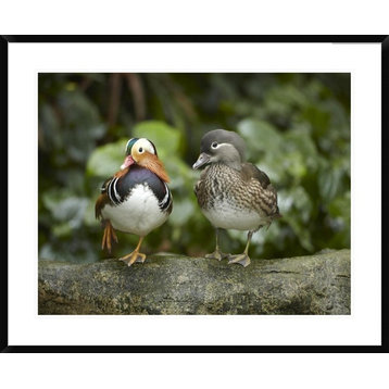 Mandarin Duck Male and Female, Jurong Bird Park, Singapore, 38"x30"