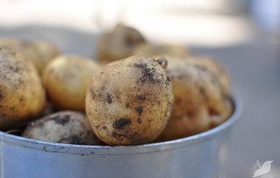 Cool-Season Vegetables: How to Grow Potatoes