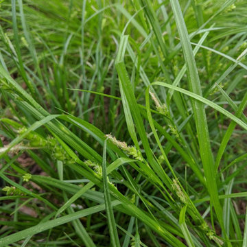Urban Shade Meadow