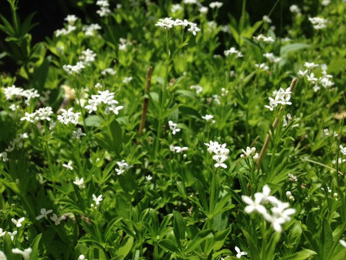 Identify Little White Flower, Ground Cover Plant With Tiny White Flowers
