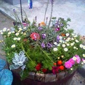 Foto von Helene Engle