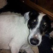 Silvio Karapou's photo