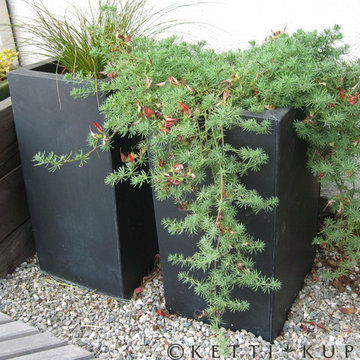 Lotus bertholetti, Tall Steel Planters