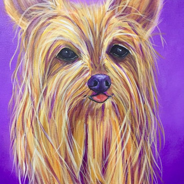 Pet Portraits