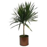 Scape Supply - Live 4' Tarzan Standered Package, Bronze - The Tarzan standard package includes a 4 foot Dracaena Tarzan grown with one main branch and a bushy top making a great tree looking option.  The Tarzan is similar to a Marginata with thin spikey leaves and a woody trunk.  They do great with low water and like a medium lit area.  They are easy to maintain and care for and extremely tolerant to a  non plant person.  The package includes our commercial grade planter in a color of your choice, deep dish saucer, and moss covering. The Tarzan lends a nice addition to a modern or southwest interior design style.  The bush top helps to give it some volume and fills a space similar to a medium sized tree.   The live tropical plant will arrive cleaned and ready for display in its' new home.