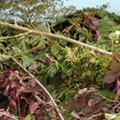 Pretoria Tree services