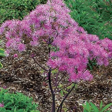 Pink is the favorite color in the flowerbed