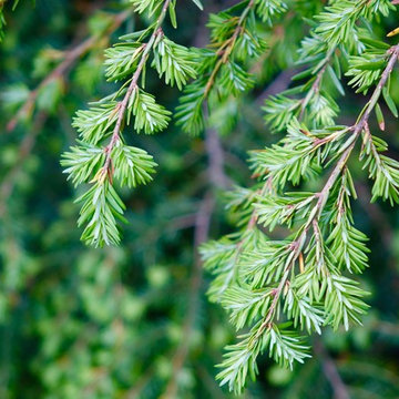 Native Hemlock Hedge