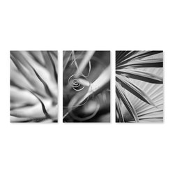 Succulent/Palm Triptych - Products