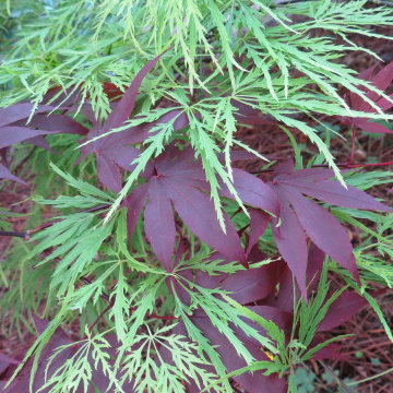 Japanese Maples