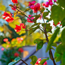 Plants