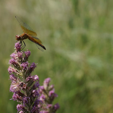 Prairie Gardens