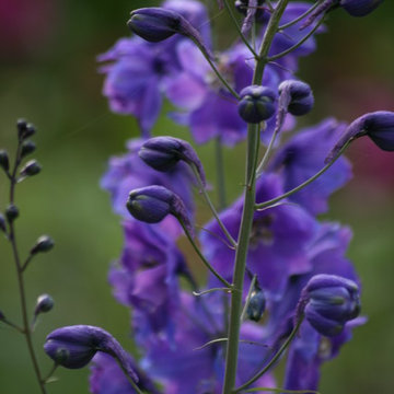 Delphinium
