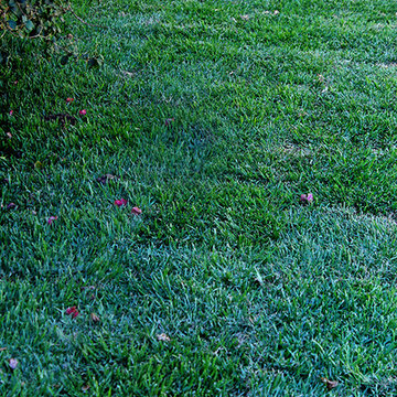 Lawn Installation--Backyard