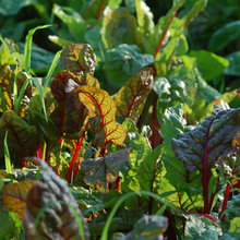 orti e giardini