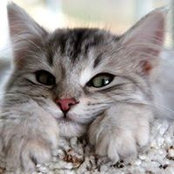 Giuseppe Taddei's photo