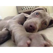 Mia Blu Weimaraner Lesko's photo