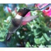Lynda Benoit's photo