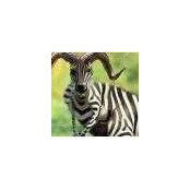 Jennifer Schutte's photo
