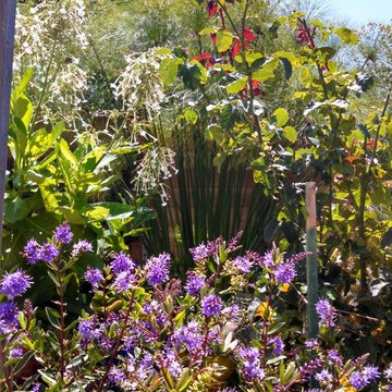 Las Casas Backyard Retreat