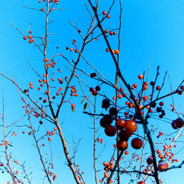Winter Interest