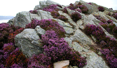 Les bruyères d'hiver déploient leurs clochettes en novembre