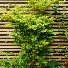 Retaining Walls