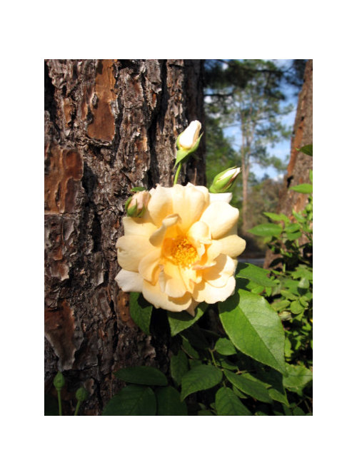 New Blooms From The Rose Garden