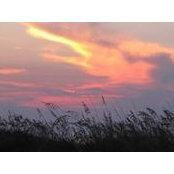 Beth Cousino's photo