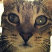 Cindi Appelget Koroch's photo