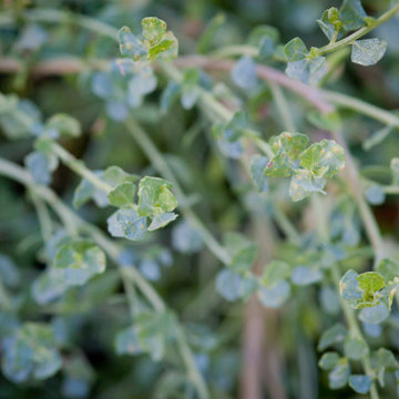 Dwarf Coyote Bush Is An Asset