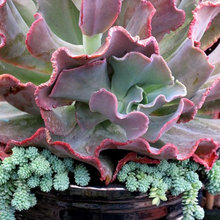 Succulents and sedums