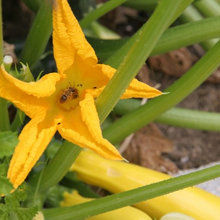 Fresh from the garden