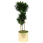 Scape Supply - Live 3' Janet Craig Compacta Package, Gold - This variety of Janet Craig is called a 'Compacta' due to it's small compact layering of leaves.  The heads have a resemblance of the tops of pineapples and are very easy to maintain.  This plant comes in a 12 inch professional plastic planter and stands 3 foot tall.  It is elegant and fits nicely in any space.