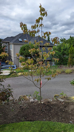 can you overwater a dogwood tree