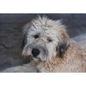Allie Greene's photo