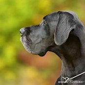 Sylvia Müller's photo
