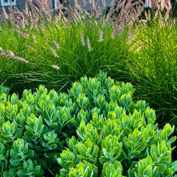 Sedum and pennisetum.