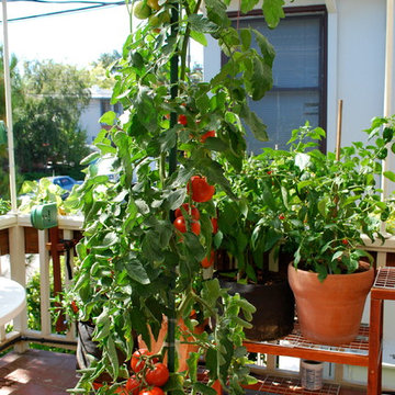Growing Tomatoes in Containers