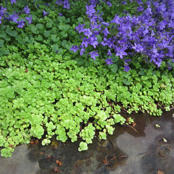 Kate Martin Design: My Favorite Groundcovers