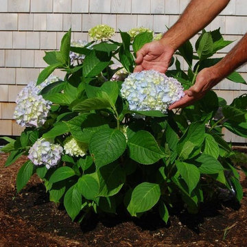 Hydrangea Festival Contest