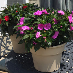 Current Featured Plants - Products